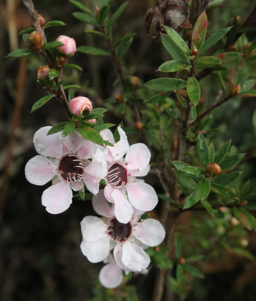 LEPTOSPERMUM SCOPARIUM BRANCH/LEAF OIL 1
