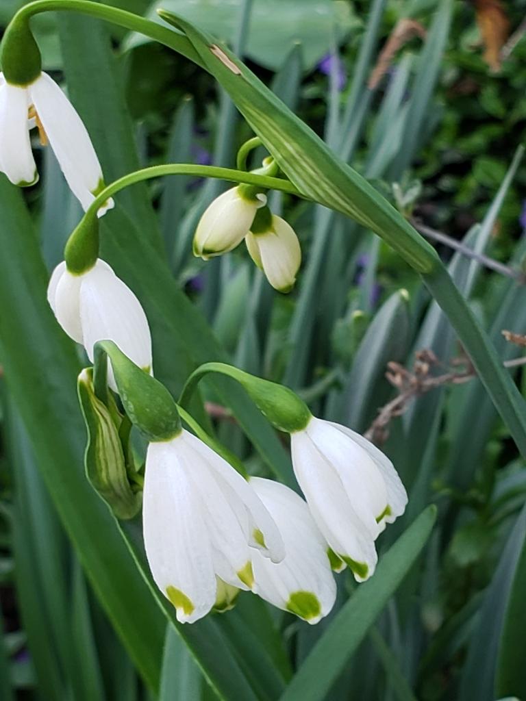 Leucojum Aestivum Bulb Extract 4