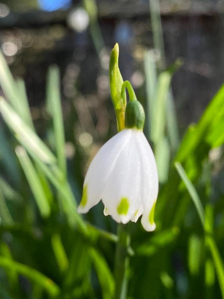 Leucojum Aestivum Bulb Extract 1