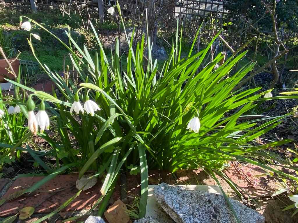 Leucojum Aestivum Bulb Extract 3