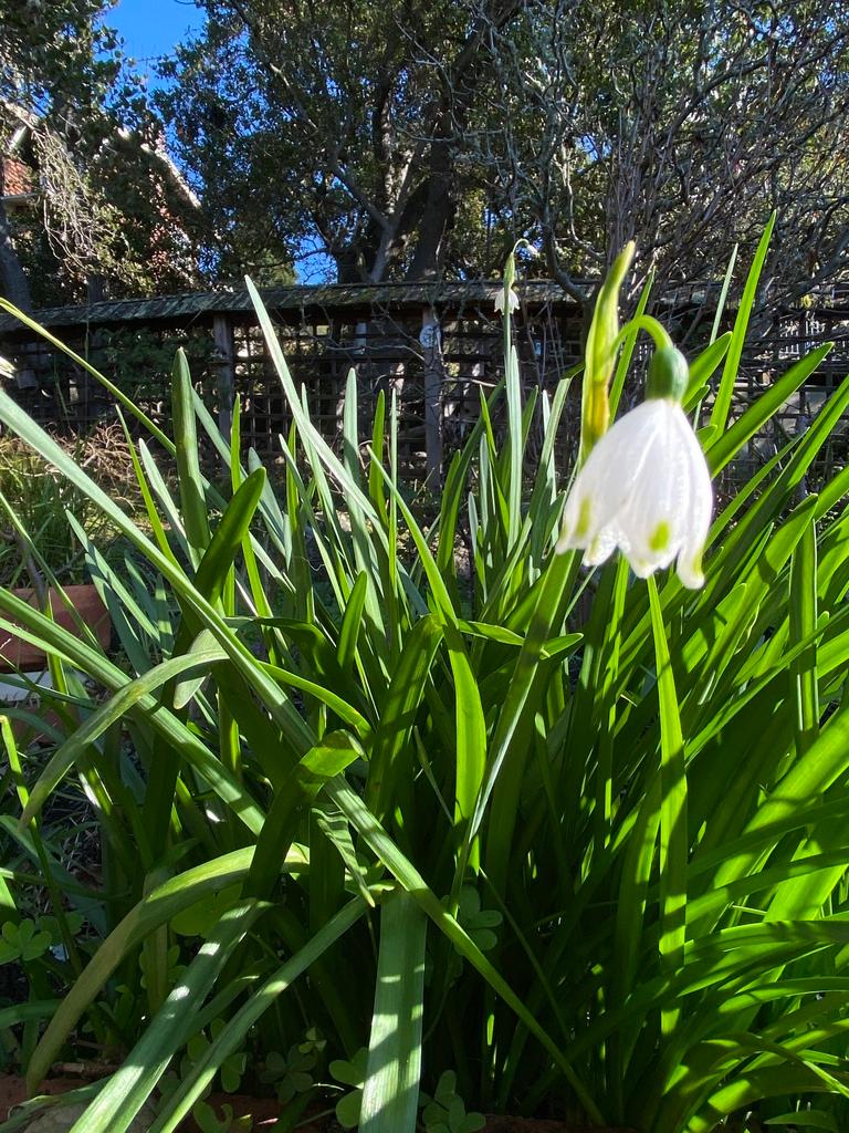 Leucojum Aestivum Bulb Extract 2