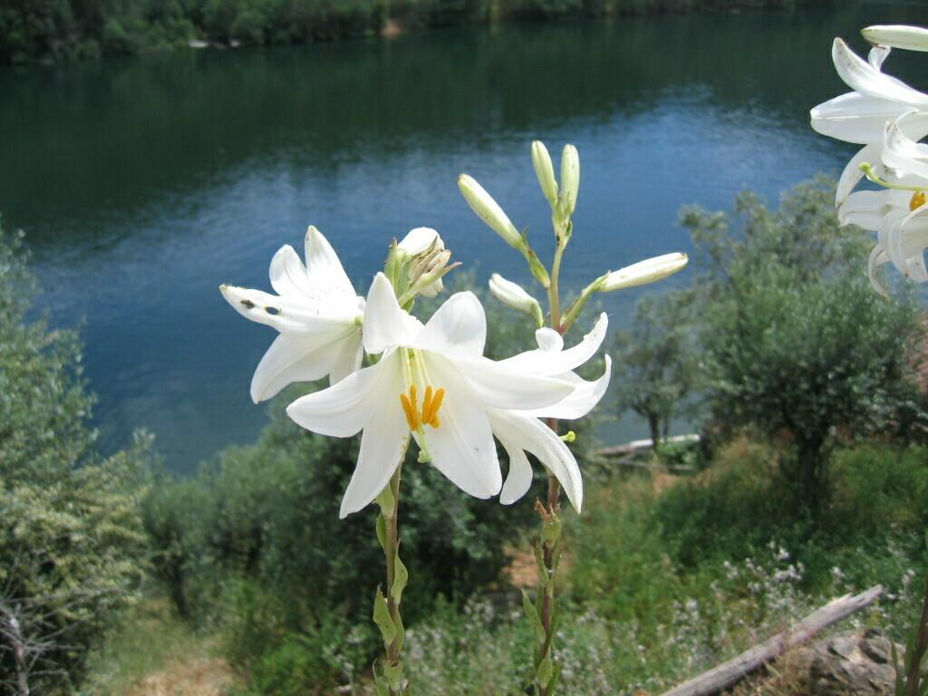LILIUM CANDIDUM FLOWER EXTRACT 4
