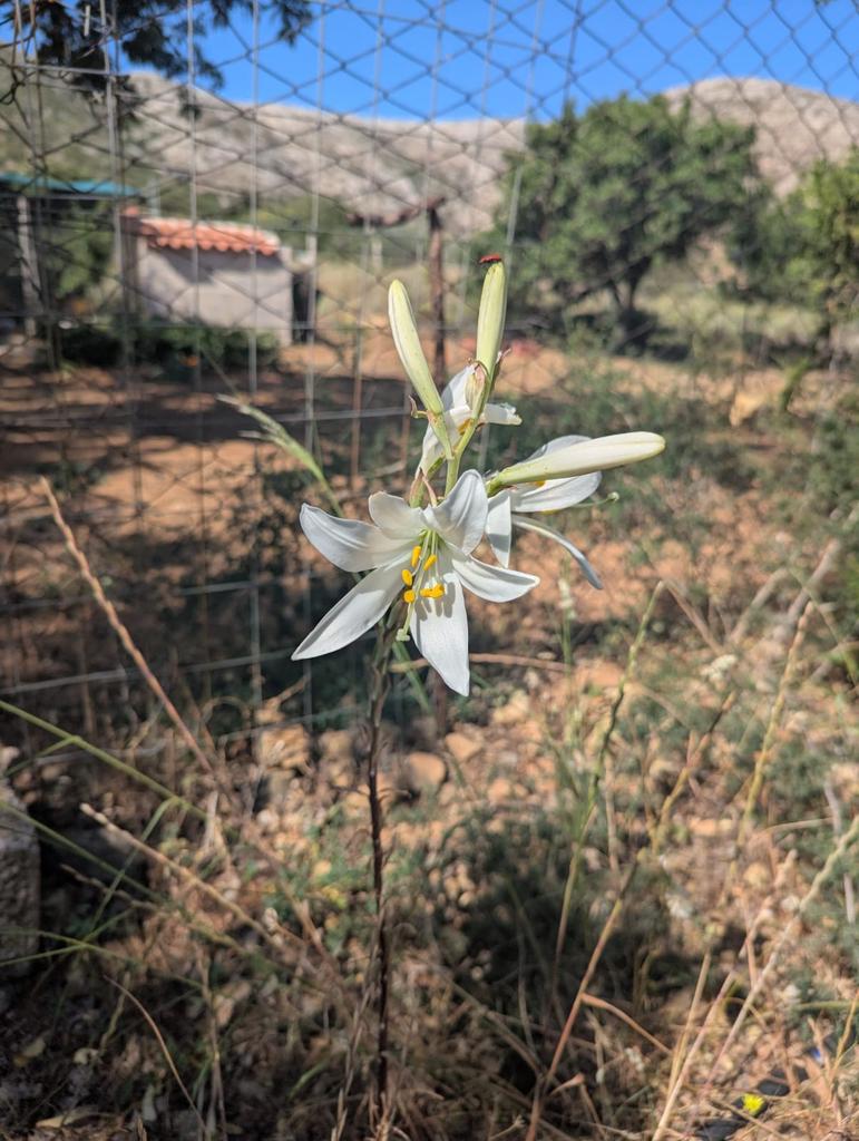 LILIUM CANDIDUM FLOWER EXTRACT 1