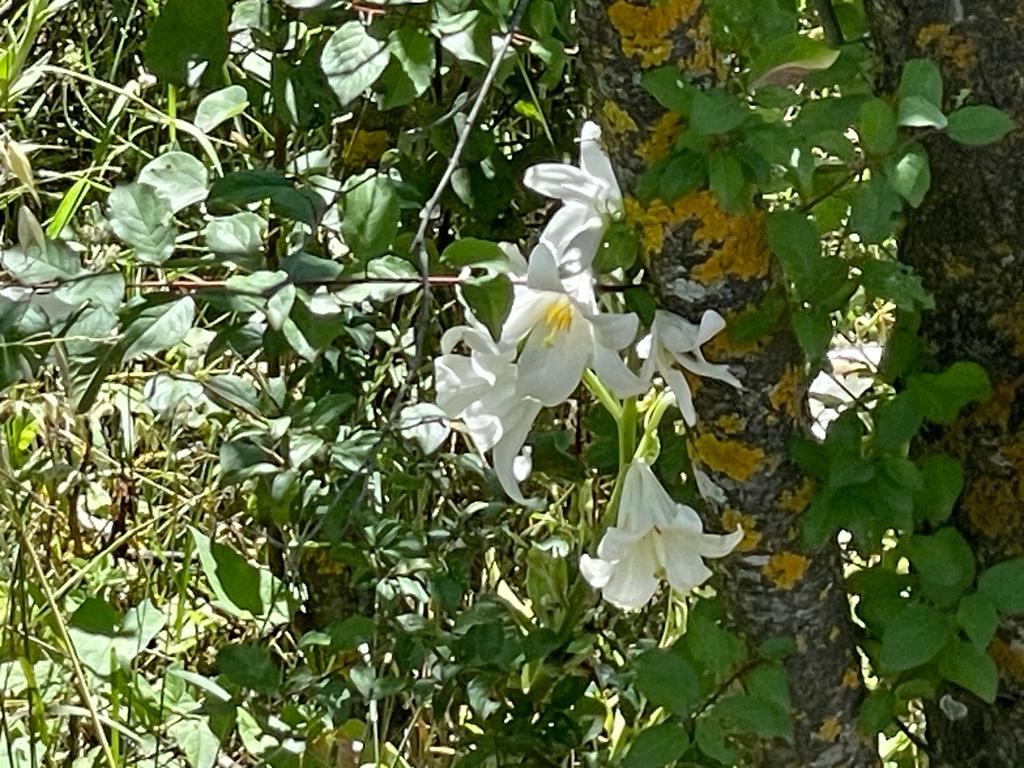 LILIUM CANDIDUM FLOWER EXTRACT 3