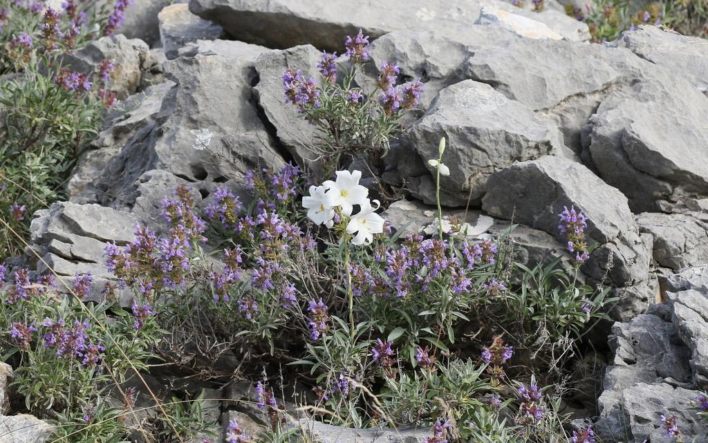 LILIUM CANDIDUM FLOWER EXTRACT 2
