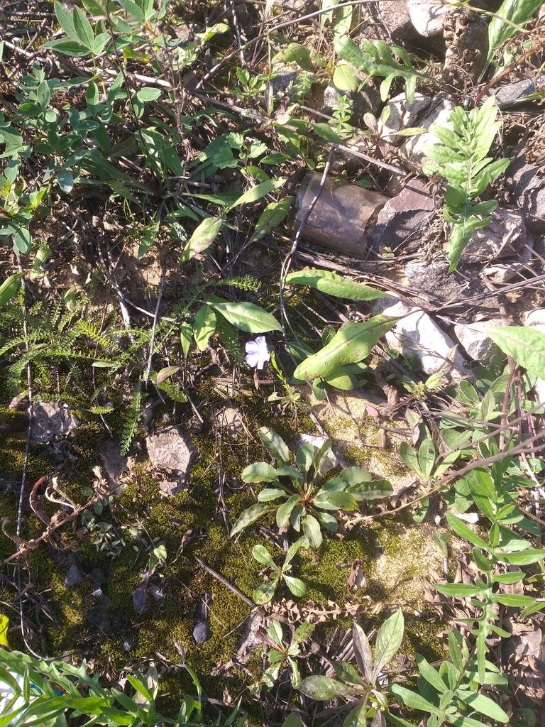 LINUM USITATISSIMUM SEED EXTRACT 3