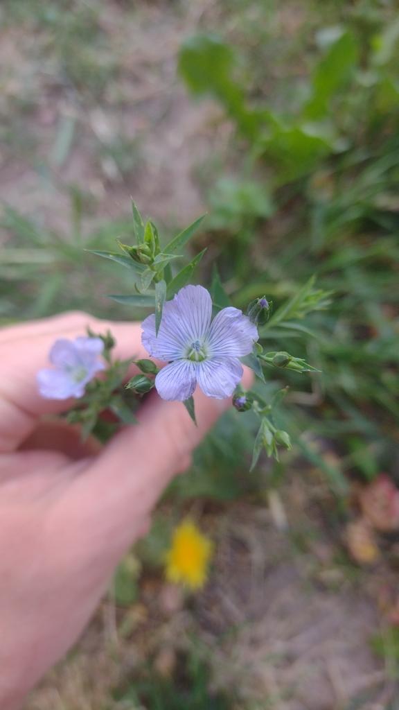 LINUM USITATISSIMUM SEED EXTRACT 4