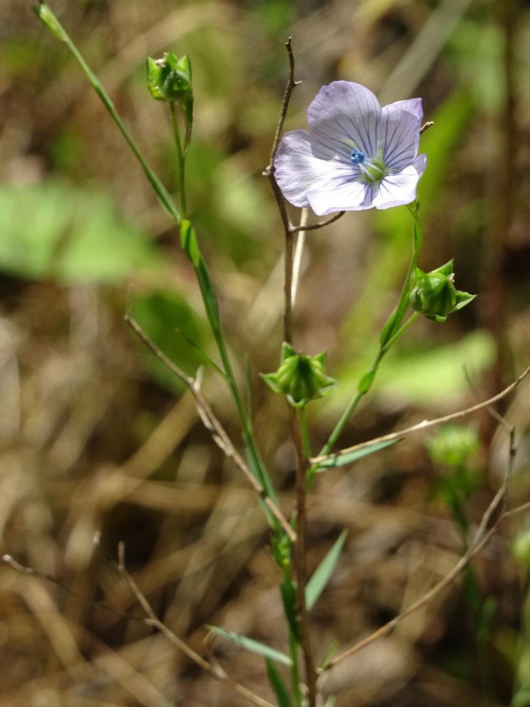 LINUM USITATISSIMUM SEED EXTRACT 2
