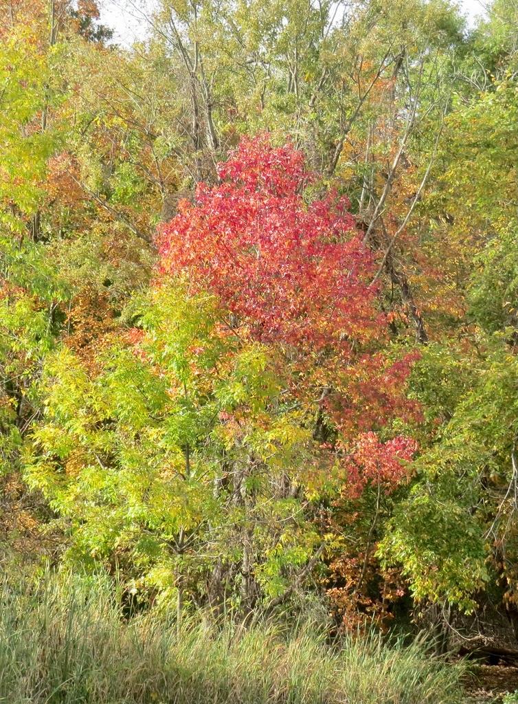 LIQUIDAMBAR STYRACIFLUA OIL 3
