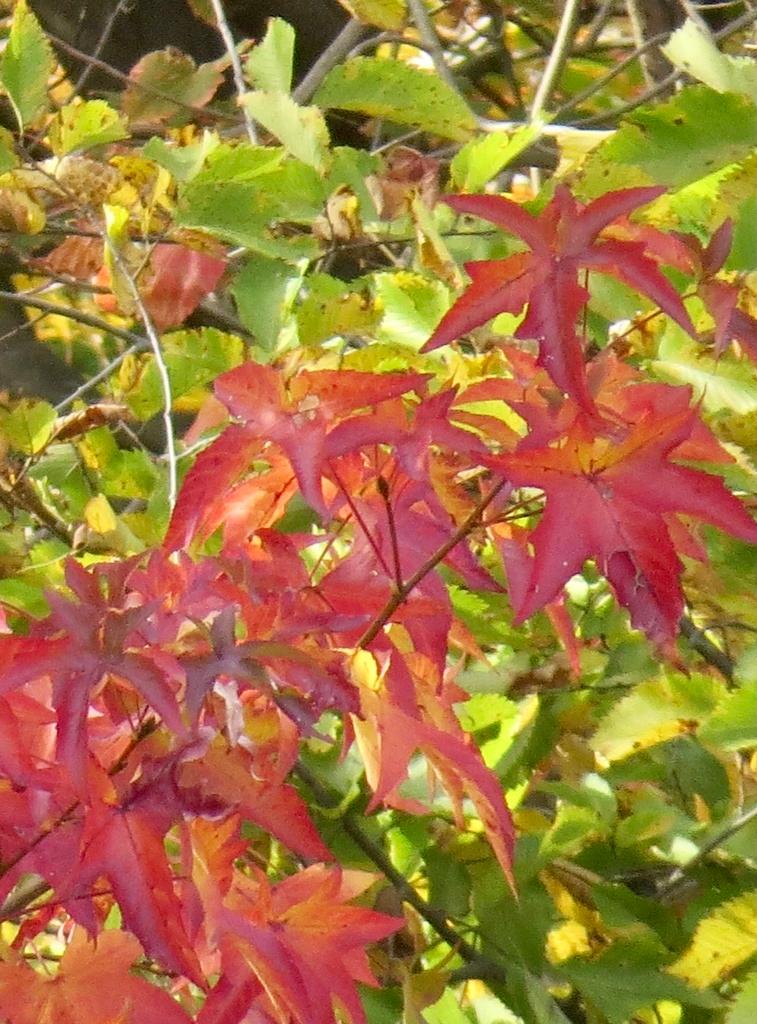 LIQUIDAMBAR STYRACIFLUA OIL 4