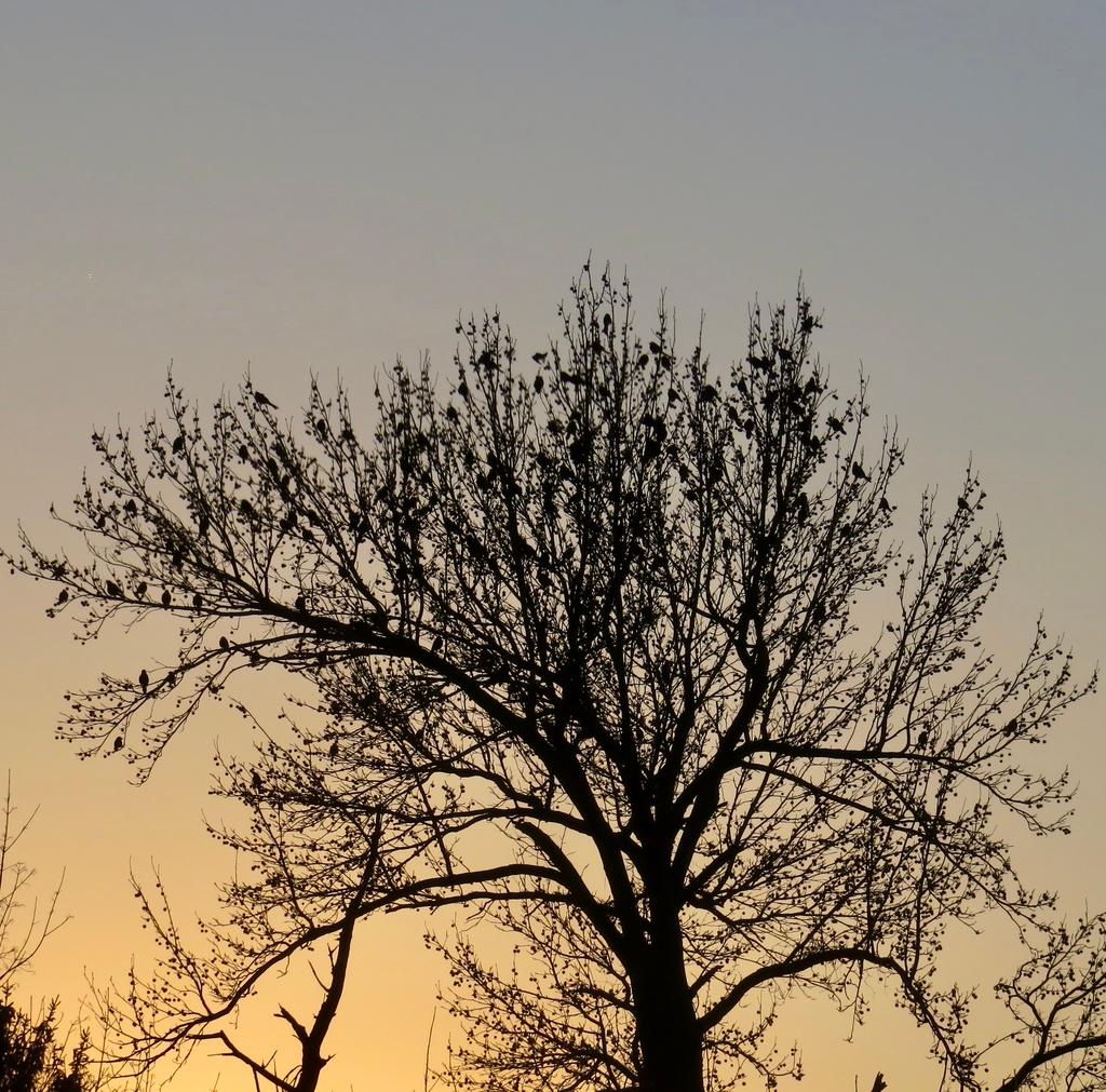LIQUIDAMBAR STYRACIFLUA OIL 1