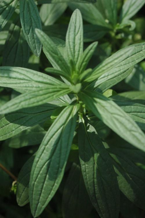 Lithospermum erythrorhizon root extract 1
