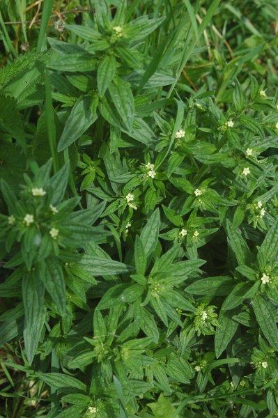 Lithospermum erythrorhizon root extract 2