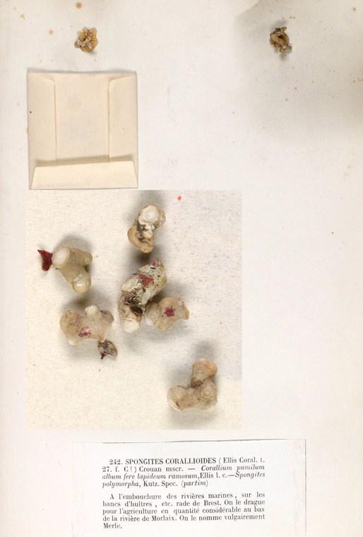 Lithothamnion corallioides powder 2