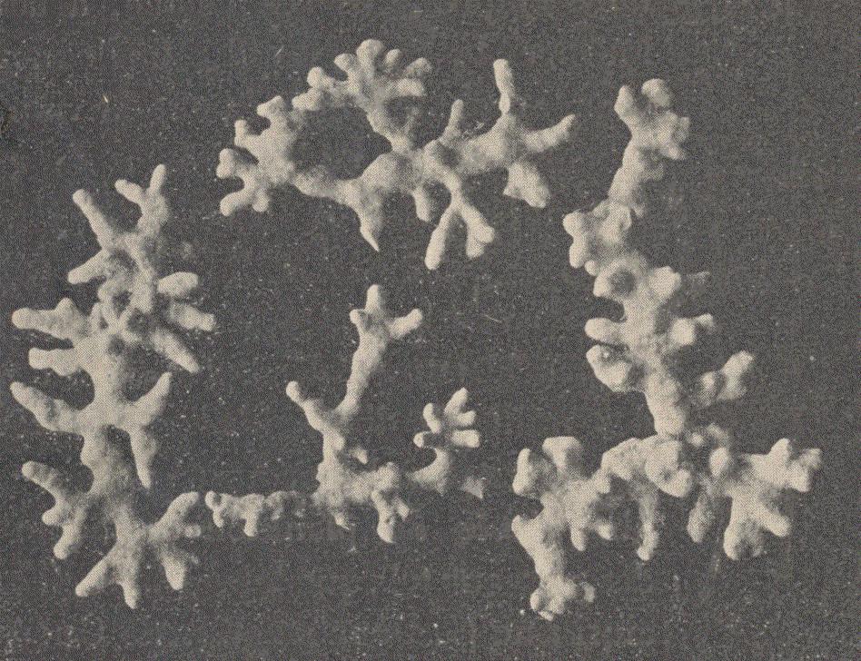 Lithothamnion corallioides powder 1