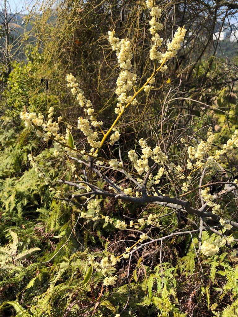 LITSEA CUBEBA FRUIT EXTRACT 2