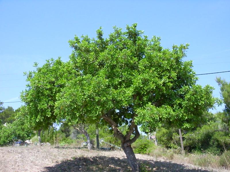 Locust Bean Hydroxypropyltrimonium Chloride 3