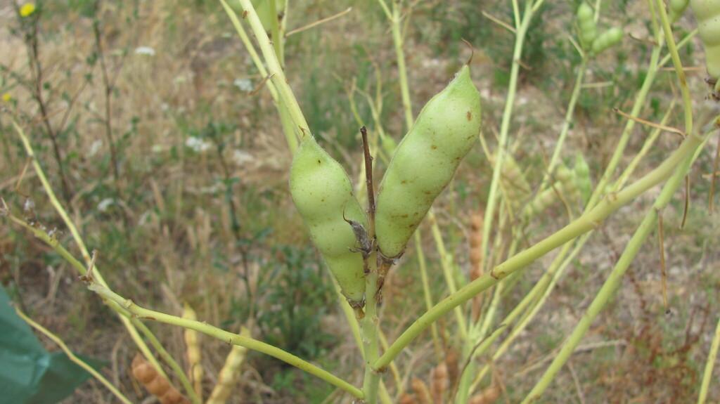 Lupinus Albus Seed Extract 1