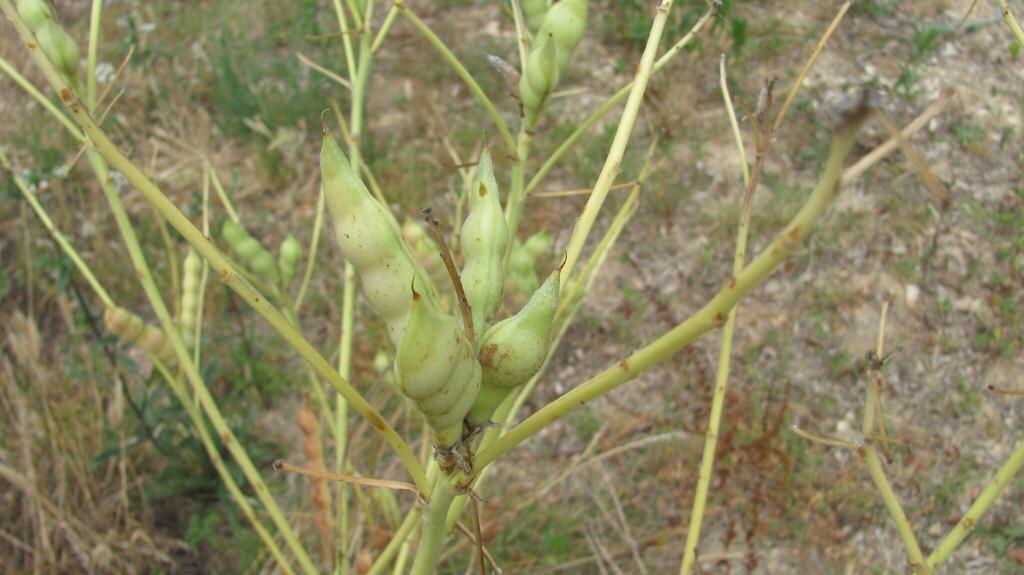 Lupinus Albus Seed Extract 2