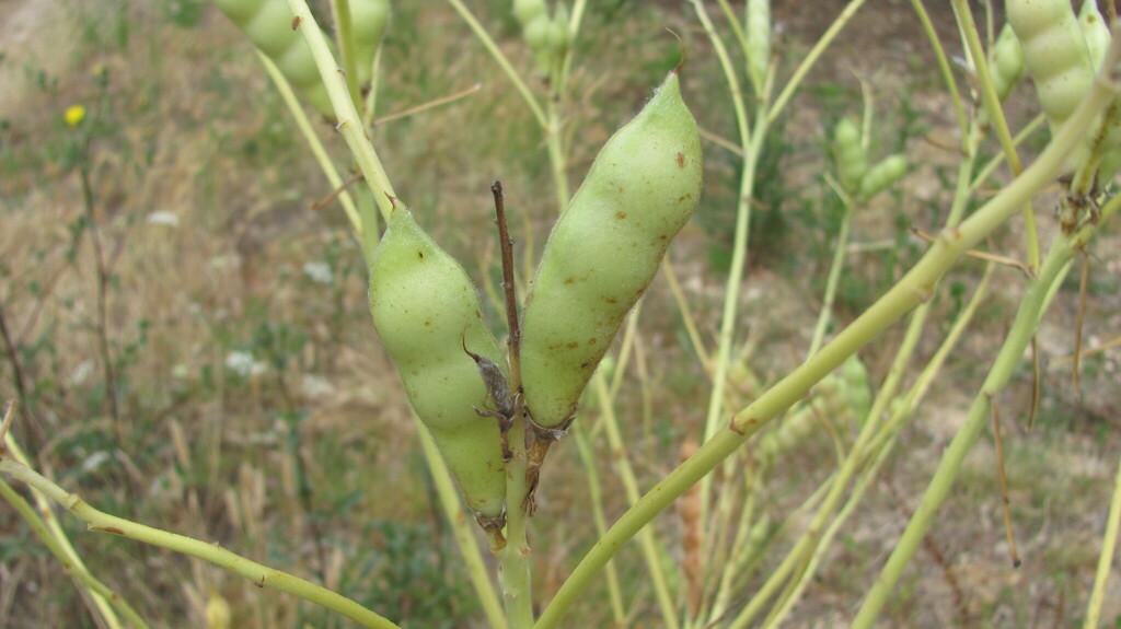 Lupinus Albus Seed Extract 3