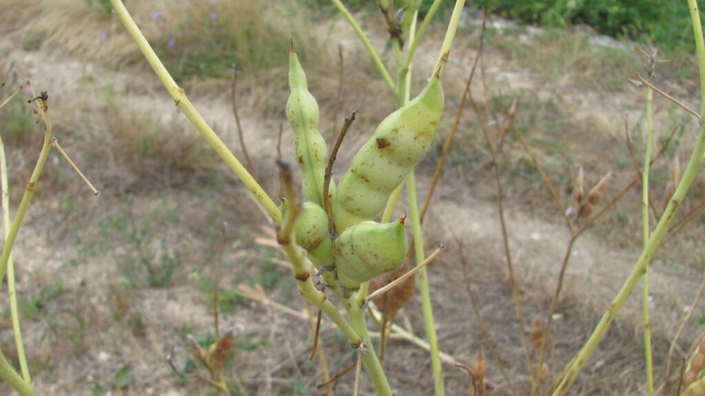 Lupinus Albus Seed Extract 4