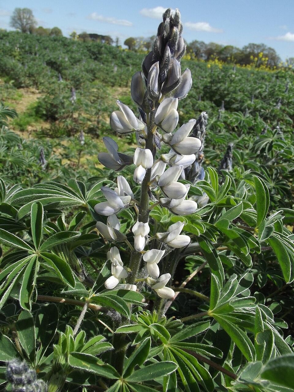 Lupinus albus seed oil 1