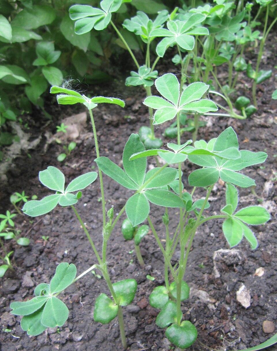 Lupinus albus seed oil 4