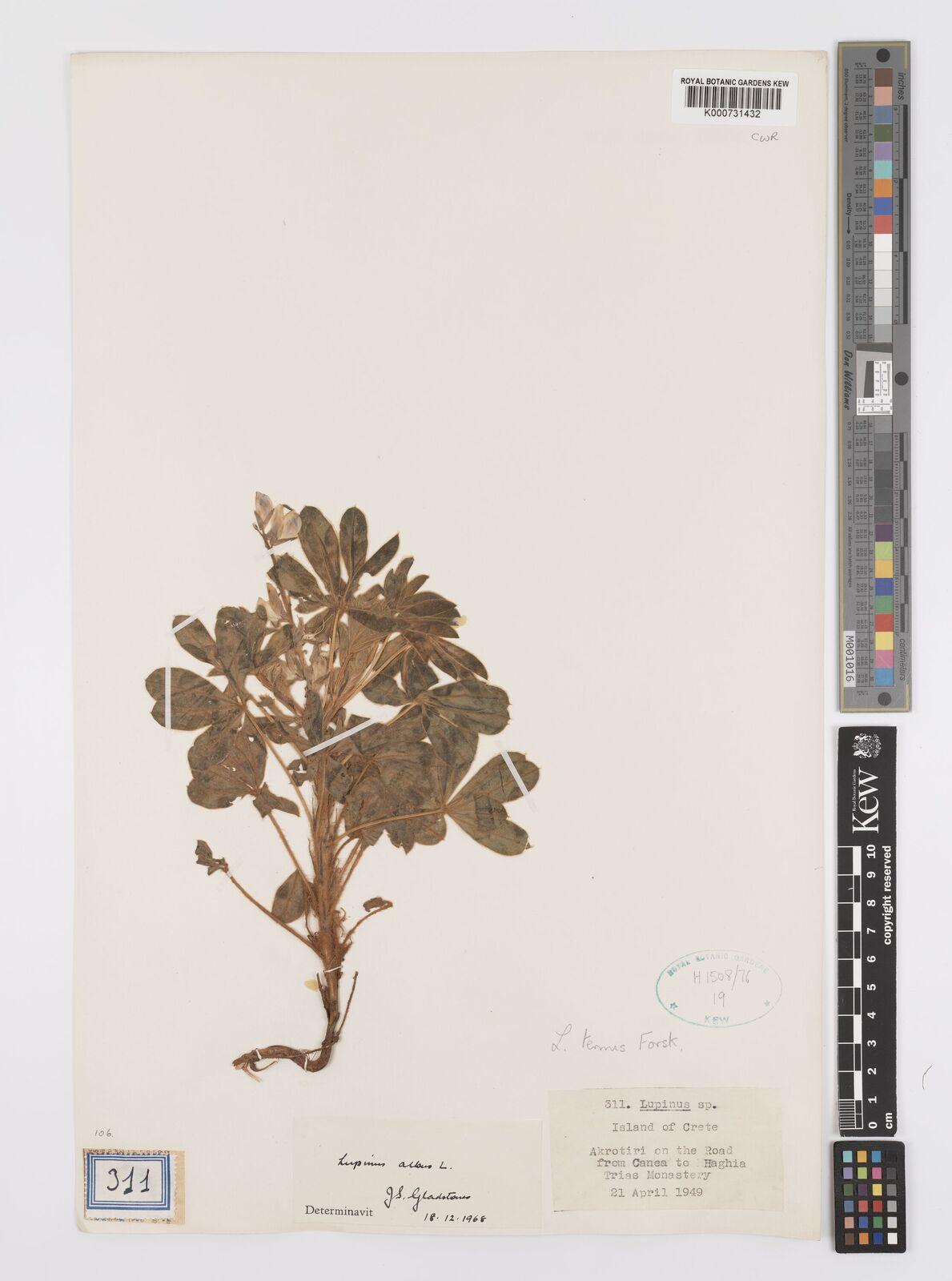 Lupinus albus seed oil 5