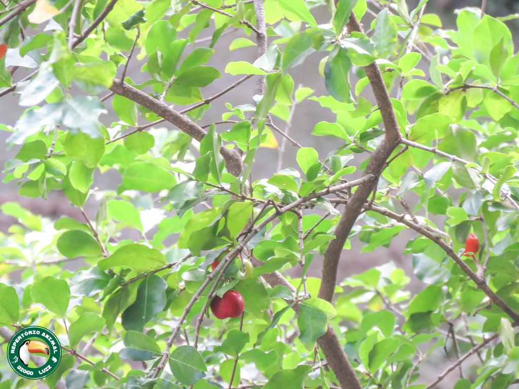 MALPIGHIA PUNICIFOLIA FRUIT EXTRACT 3