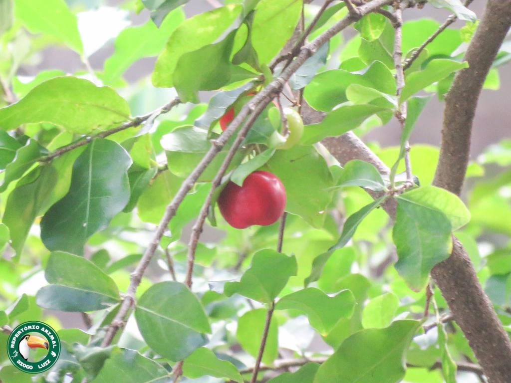 MALPIGHIA PUNICIFOLIA FRUIT EXTRACT 2