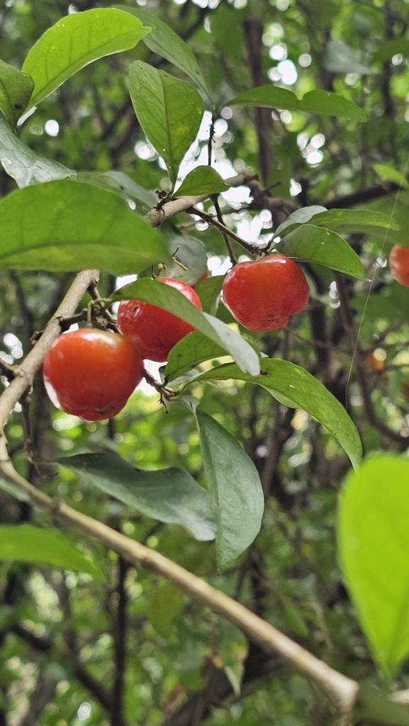 MALPIGHIA PUNICIFOLIA FRUIT EXTRACT 1