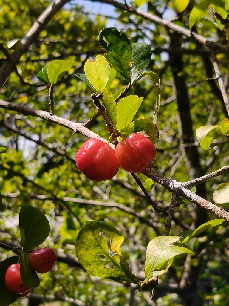 MALPIGHIA PUNICIFOLIA FRUIT EXTRACT 4