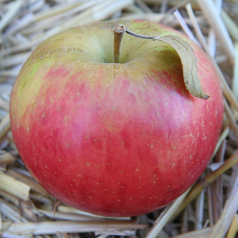 Malus domestica (Apple) seed oil (synonym of pyrus malus (apple) seed oil) 2