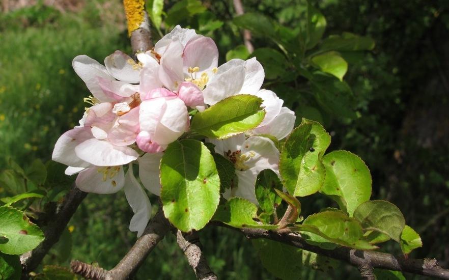 Malus domestica (Apple) seed oil (synonym of pyrus malus (apple) seed oil) 8
