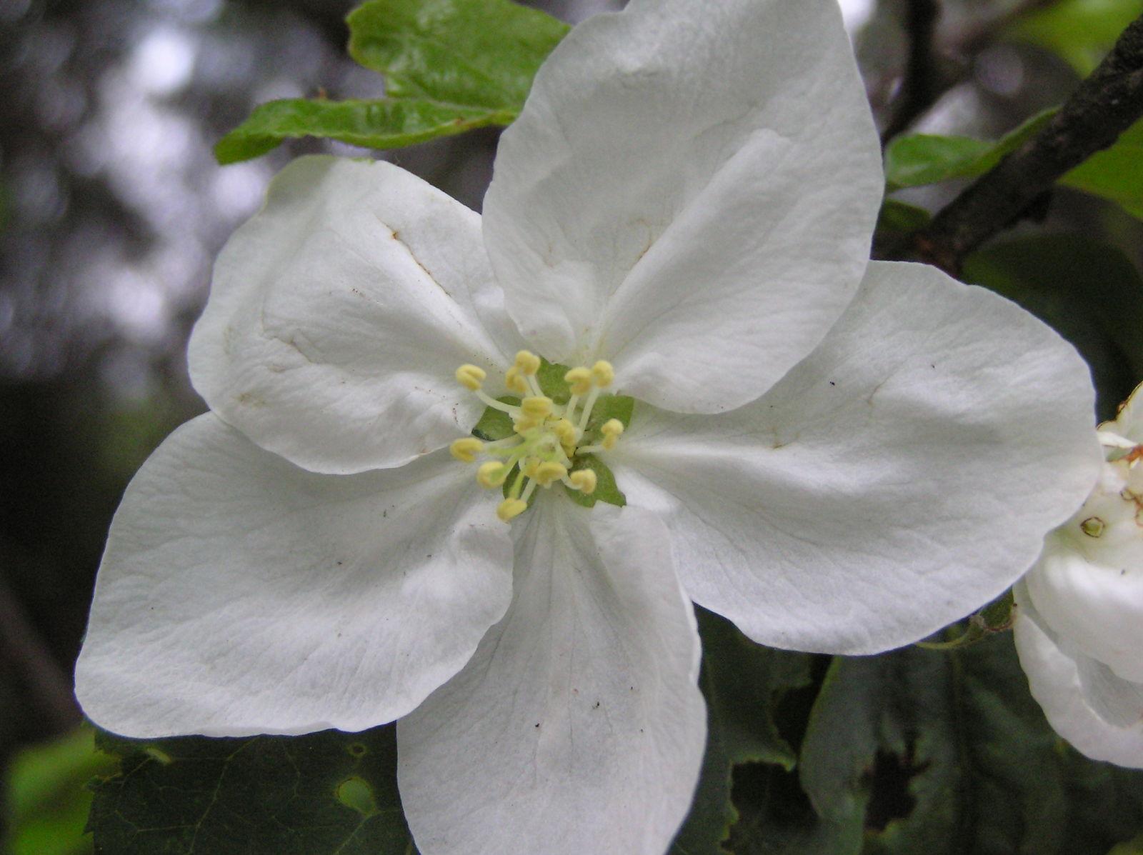 Malus domestica fruit cell culture extract 6
