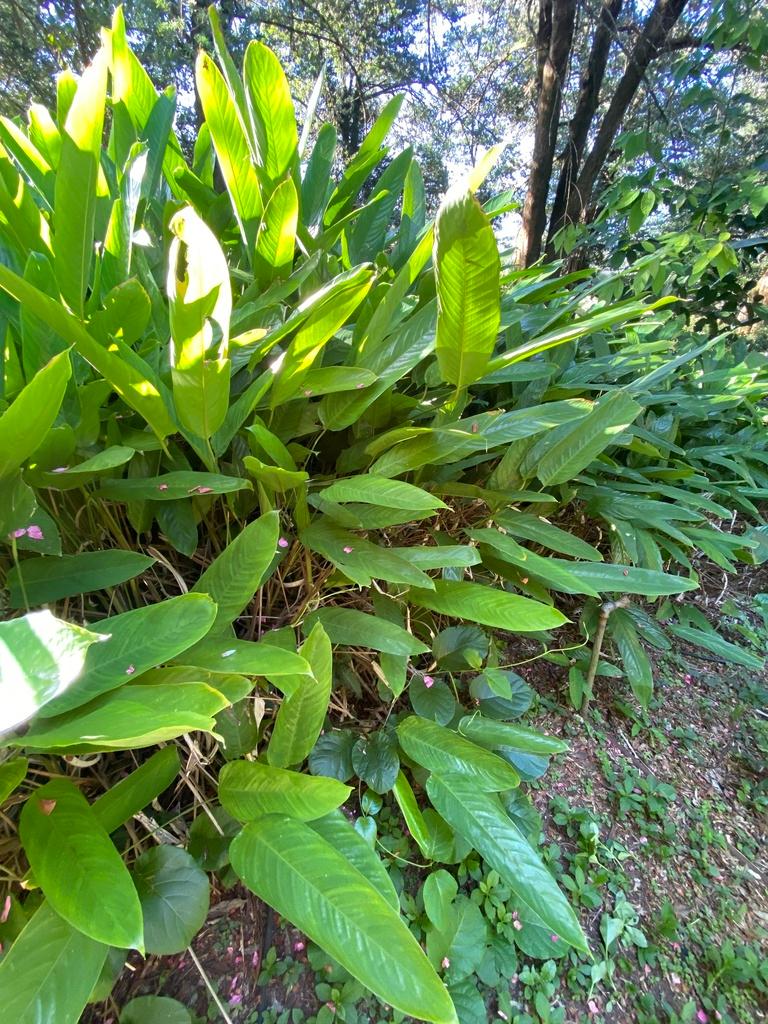 MARANTA ARUNDINACEA ROOT POWDER 1