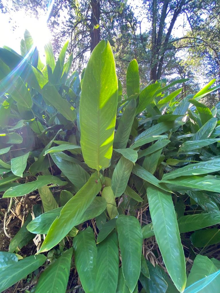 MARANTA ARUNDINACEA ROOT POWDER 2