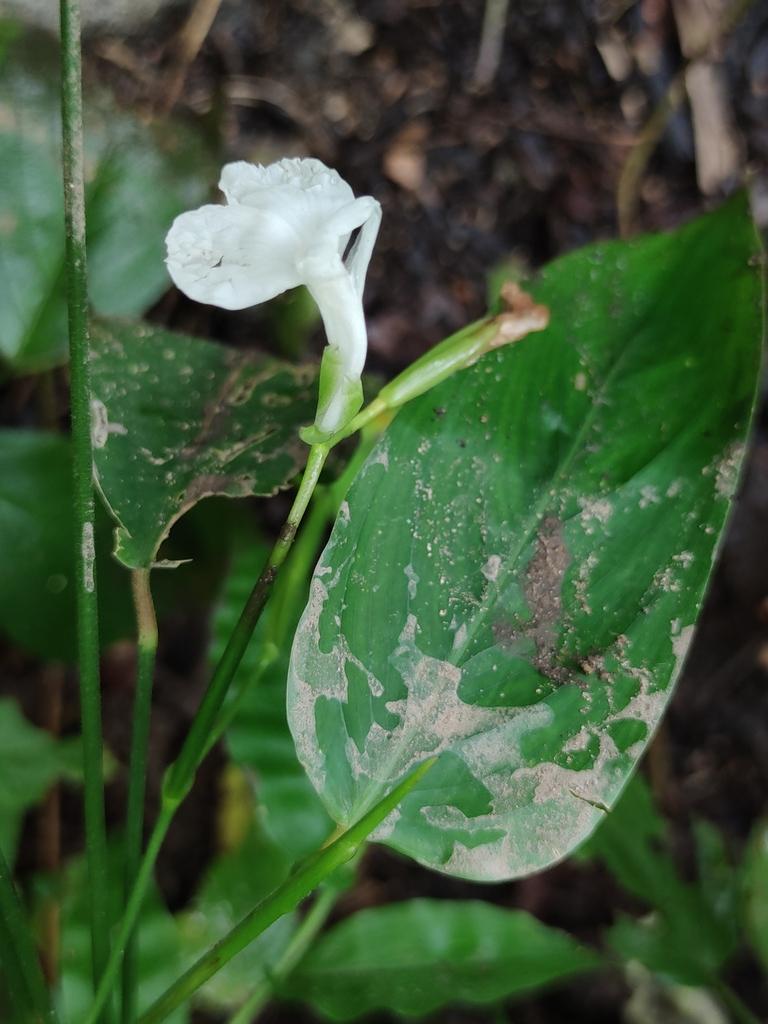 MARANTA ARUNDINACEA ROOT POWDER 3