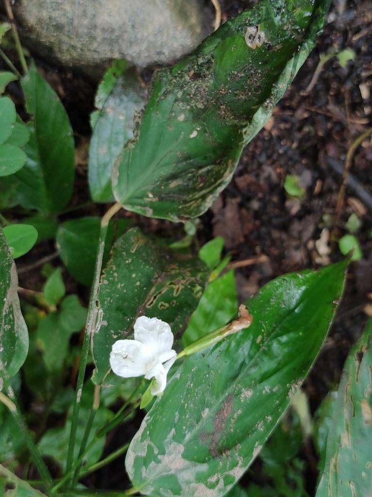 MARANTA ARUNDINACEA ROOT POWDER 4