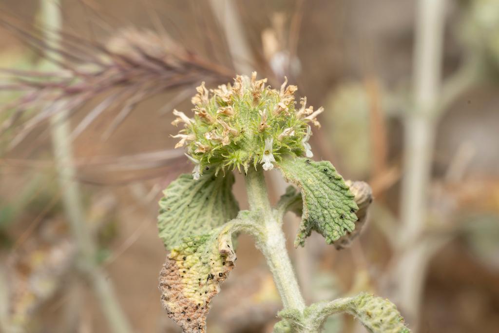 MARRUBIUM VULGARE EXTRACT 4