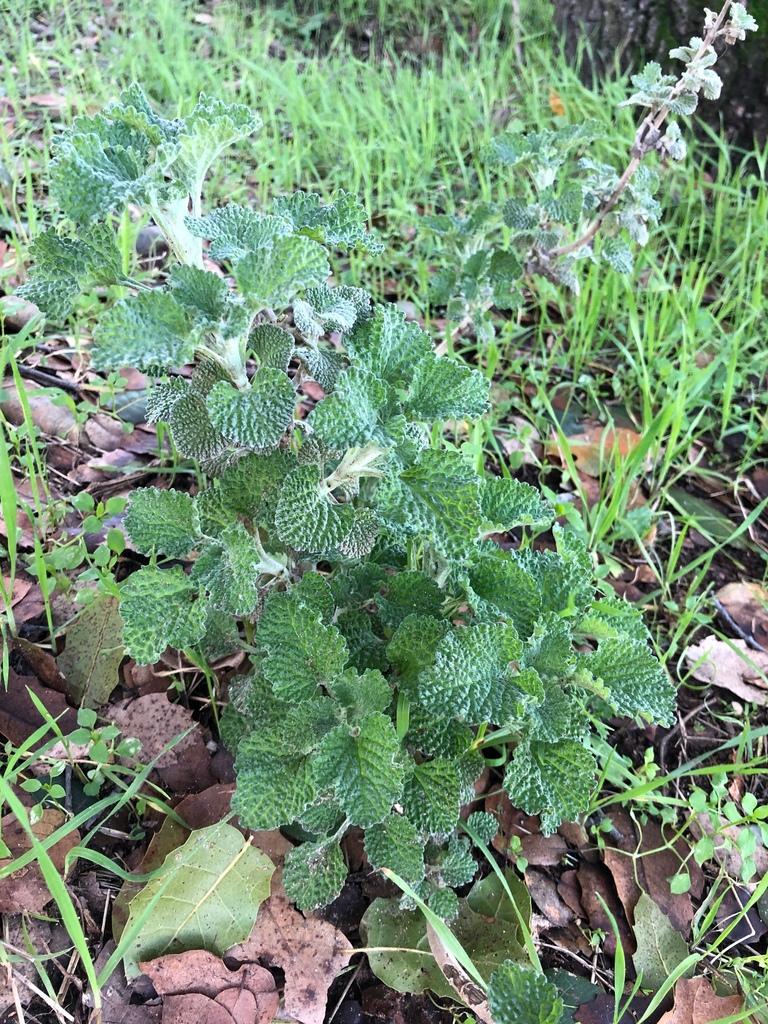 MARRUBIUM VULGARE EXTRACT 3