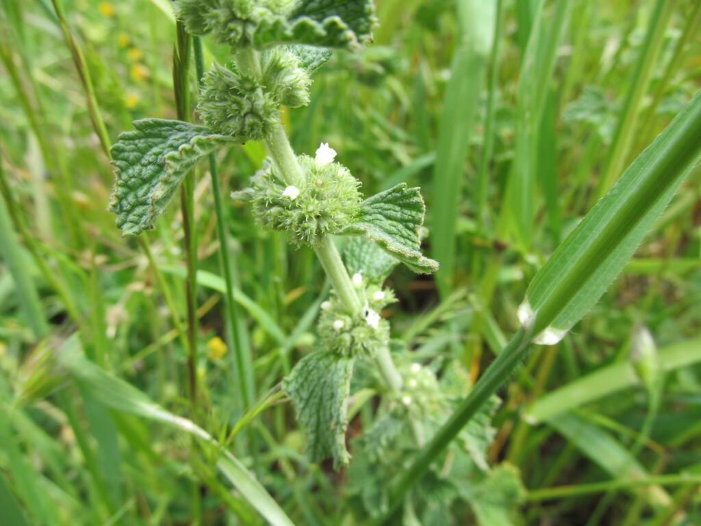 MARRUBIUM VULGARE EXTRACT 1