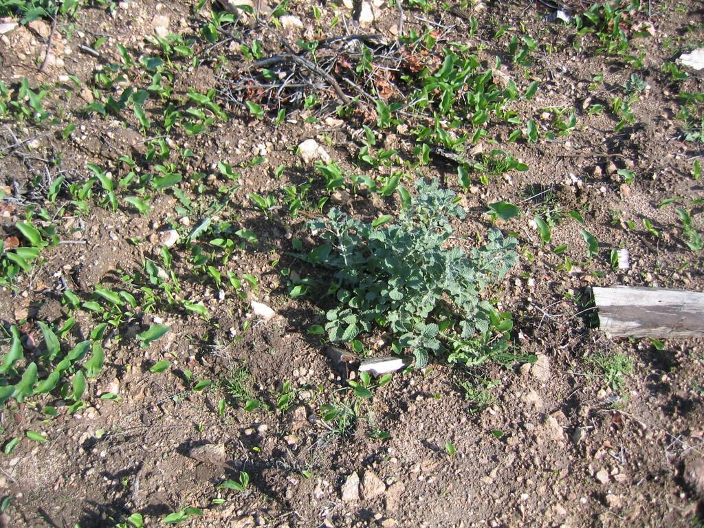 MARRUBIUM VULGARE EXTRACT 2