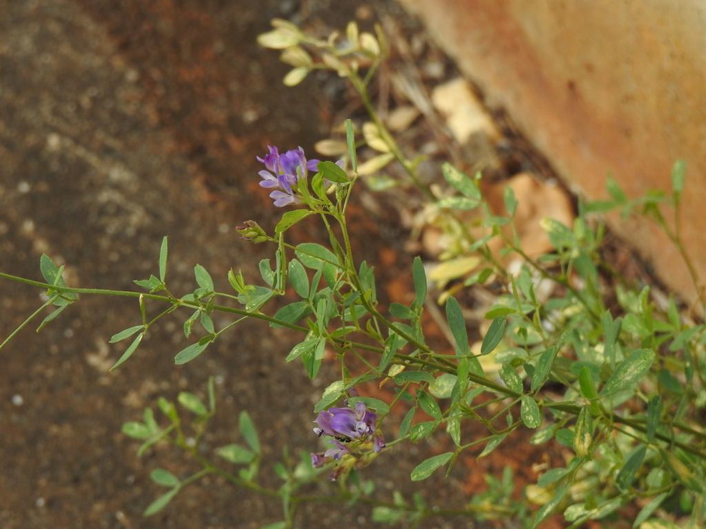 MEDICAGO SATIVA EXTRACT 2