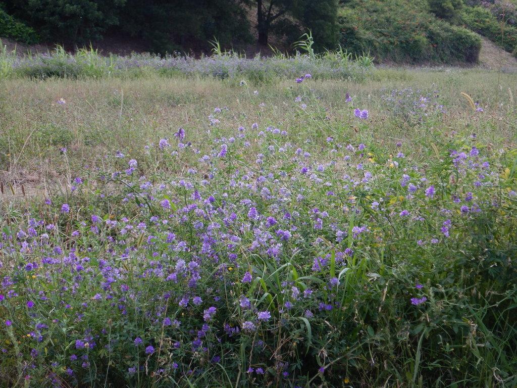 MEDICAGO SATIVA EXTRACT 1