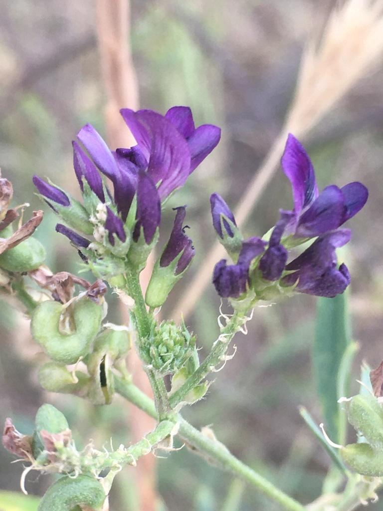 MEDICAGO SATIVA SEED EXTRACT 3