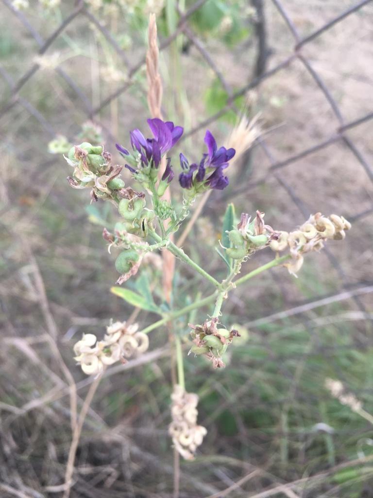 MEDICAGO SATIVA SEED EXTRACT 4