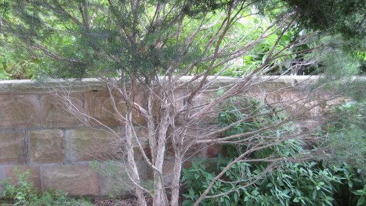 Melaleuca alternifolia (Tea Tree) leaf water 2