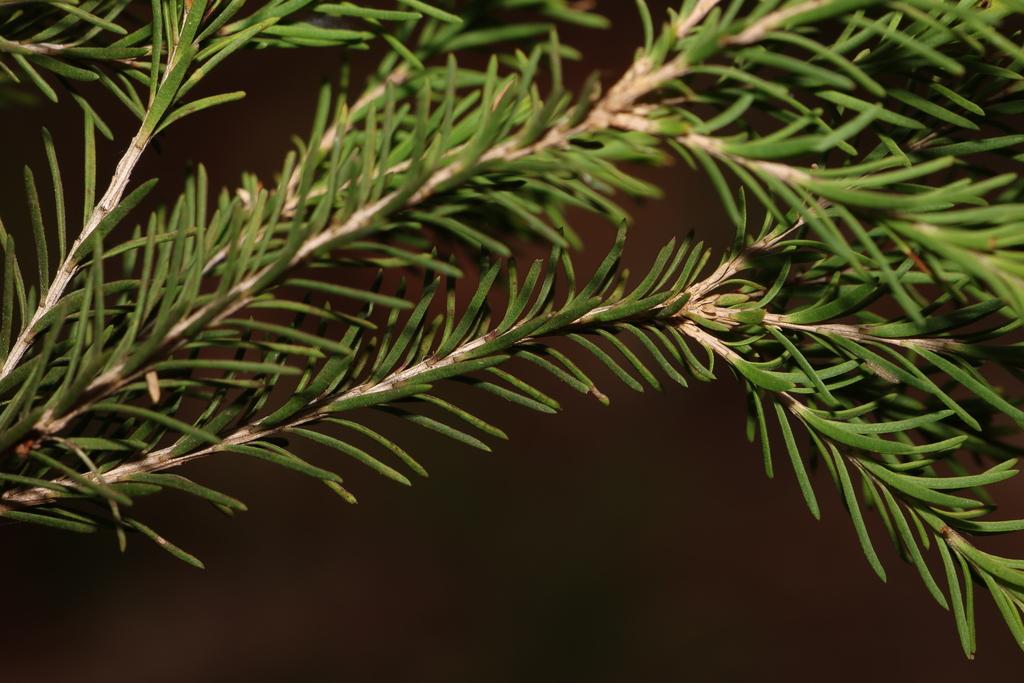 Melaleuca Ericifolia Leaf Oil 1