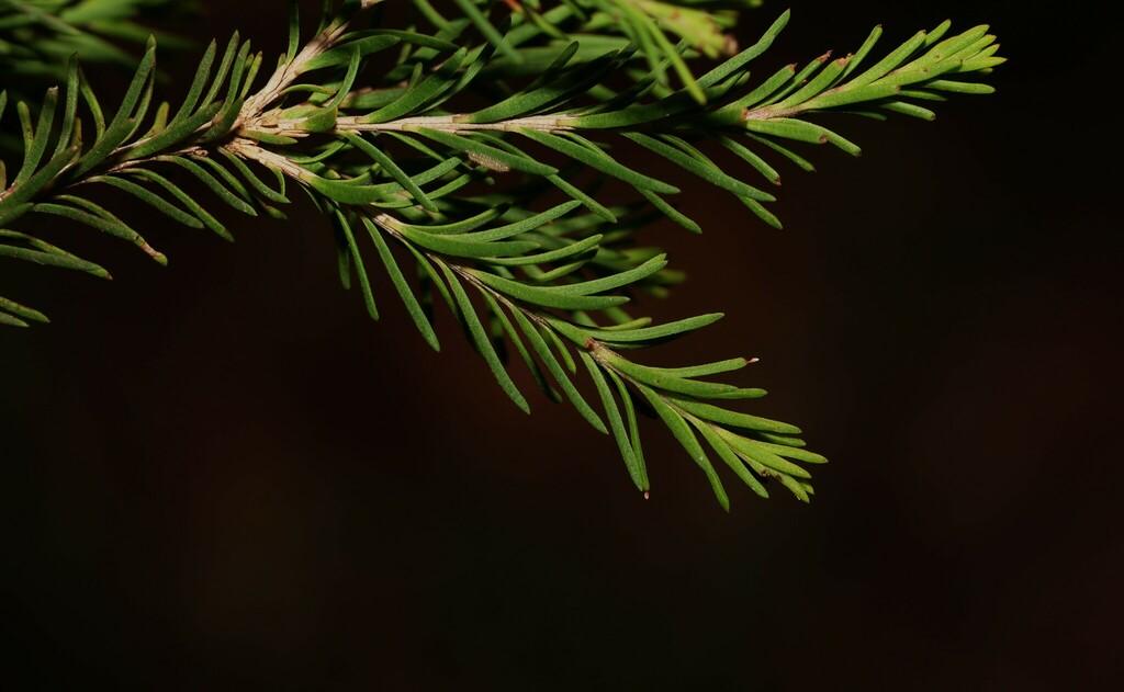 Melaleuca Ericifolia Leaf Oil 2